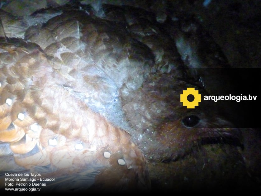Cueva de los Tayos - Ecuador - www.arqueologia.tv